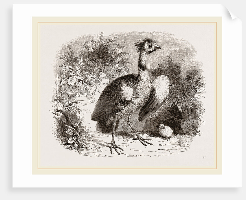 Crested Screamer and Young by Anonymous