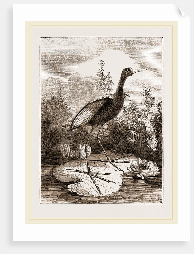 Common Jacana by Anonymous