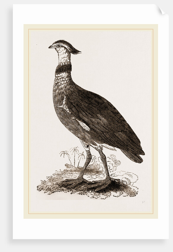 Crested Screamer by Anonymous