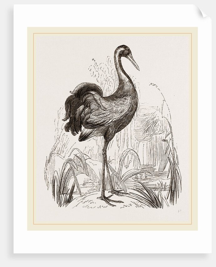 Crane by Anonymous