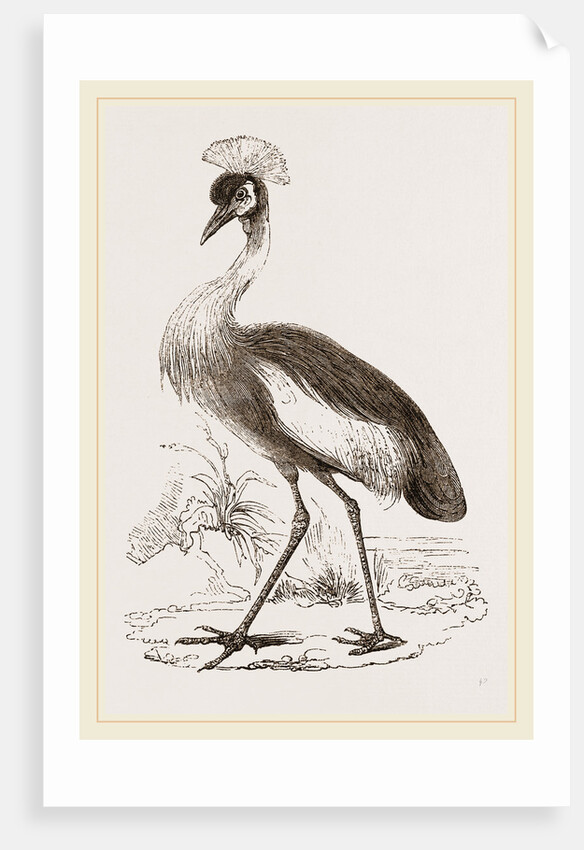 Crowned Crane by Anonymous
