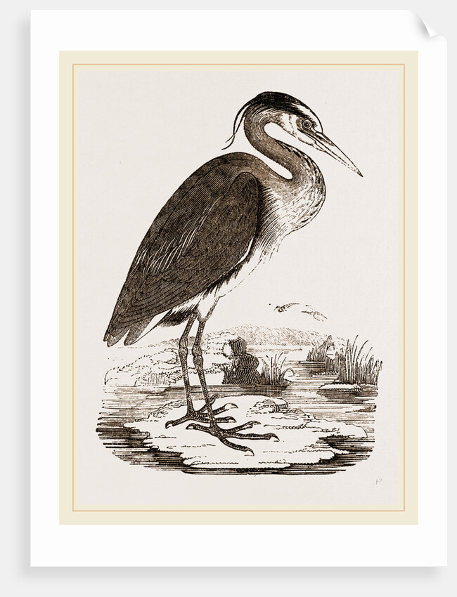 Heron by Anonymous