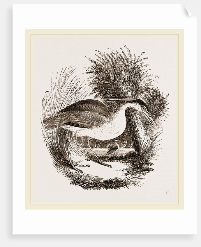 Night-Heron by Anonymous