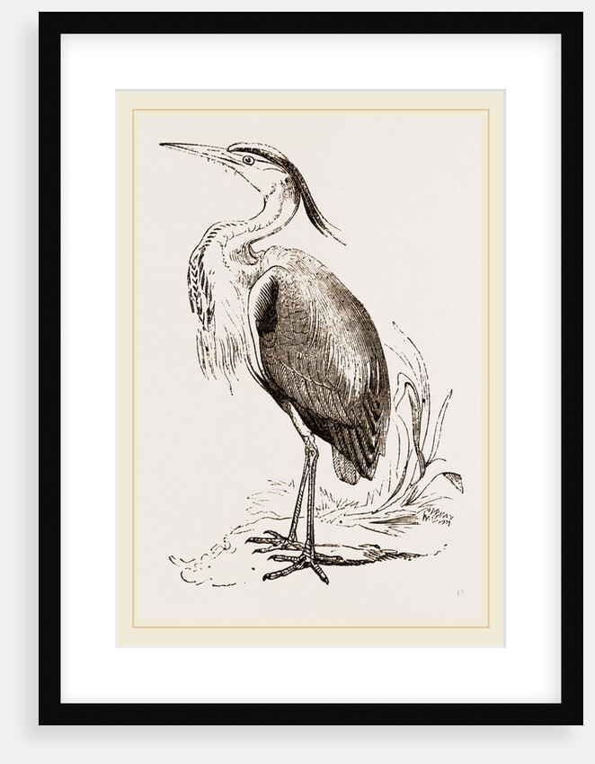 Heron by Anonymous