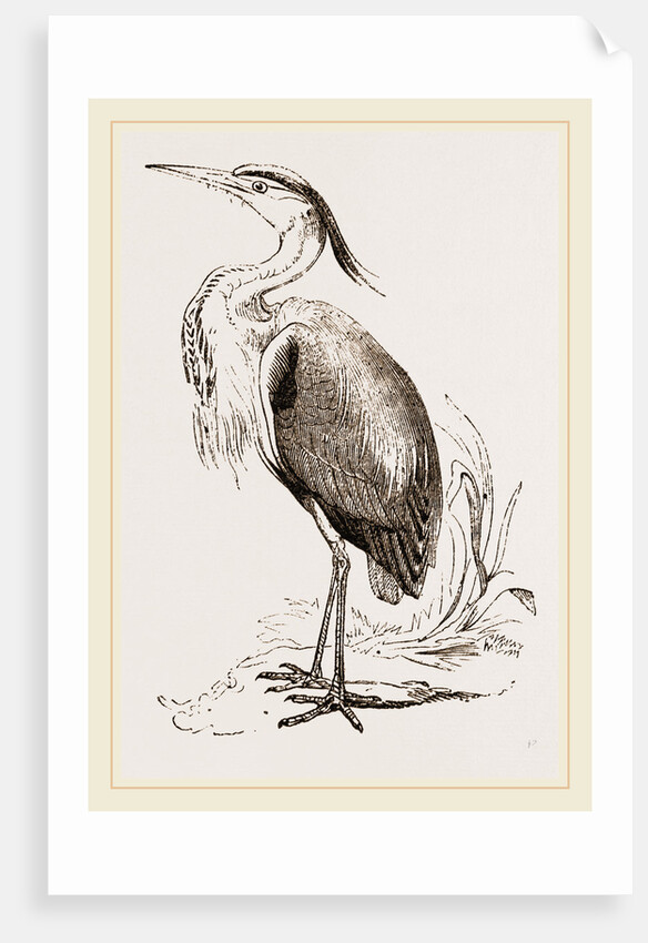 Heron by Anonymous