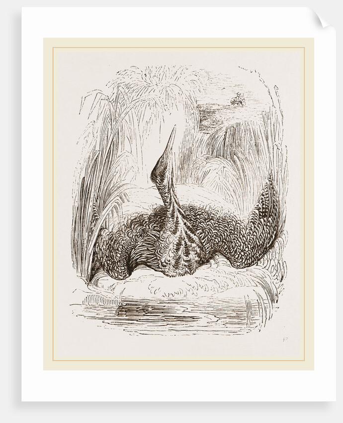 Bittern by Anonymous