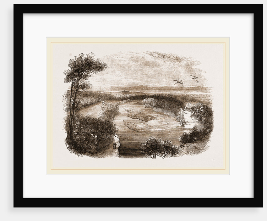 Heronry-on the river Findhorn Morayshire, County of Moray Scotland by Anonymous