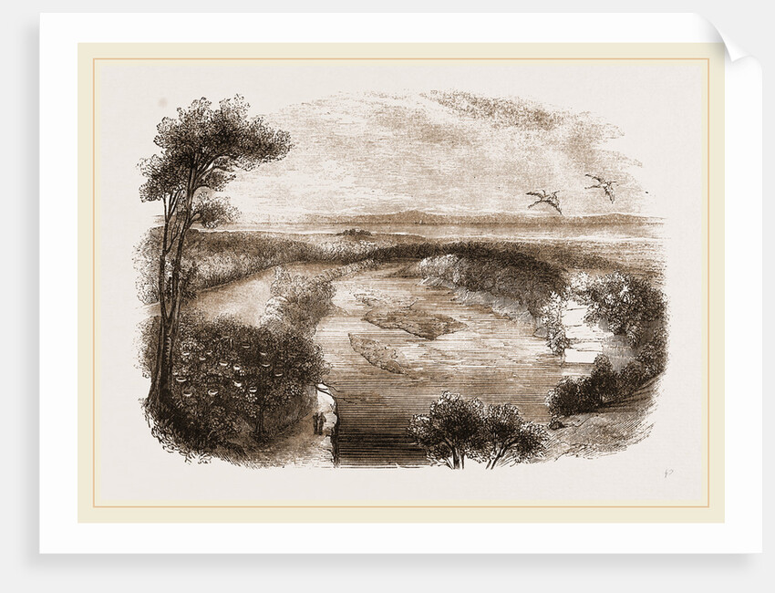 Heronry-on the river Findhorn Morayshire, County of Moray Scotland by Anonymous