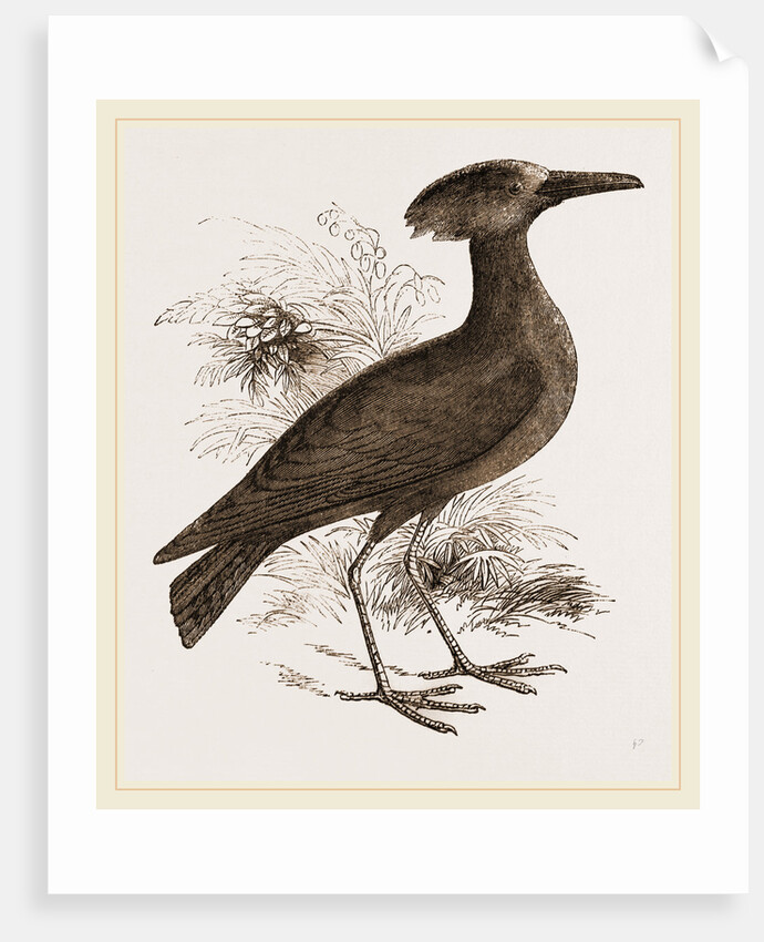 Tufted Umber by Anonymous