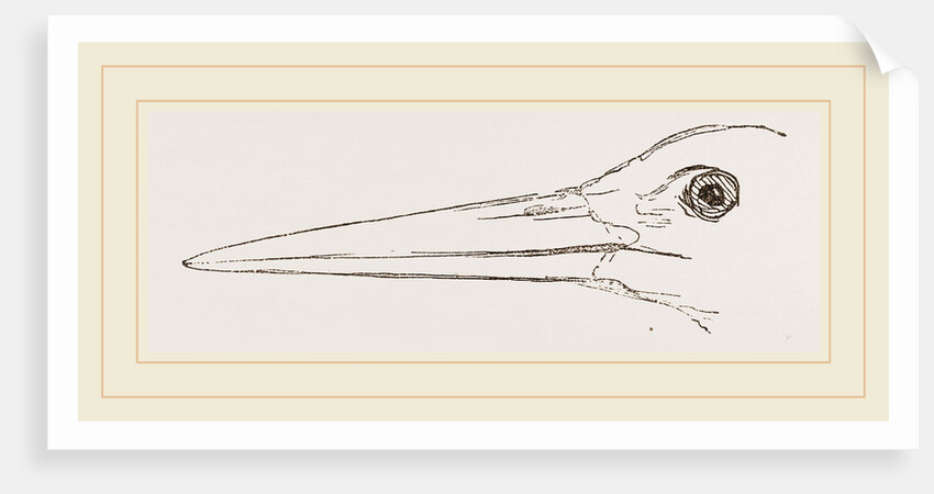 Bill of Stork by Anonymous