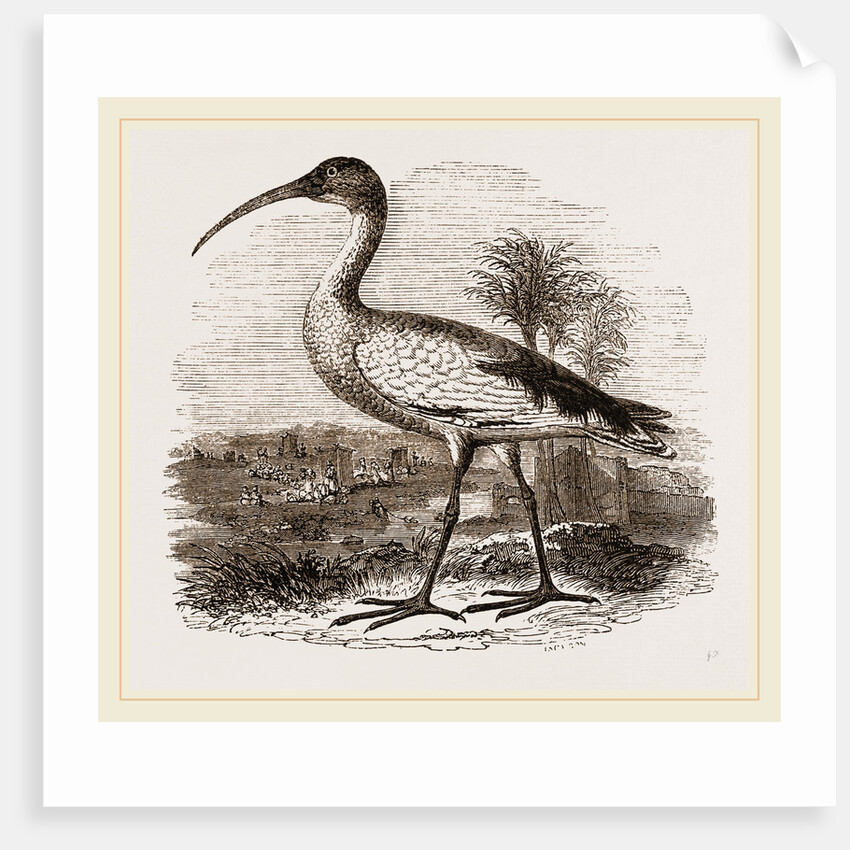 Sacred Ibis by Anonymous