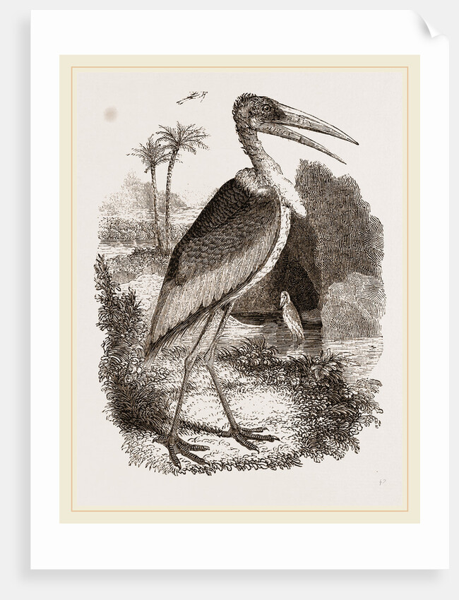 Adjutant by Anonymous