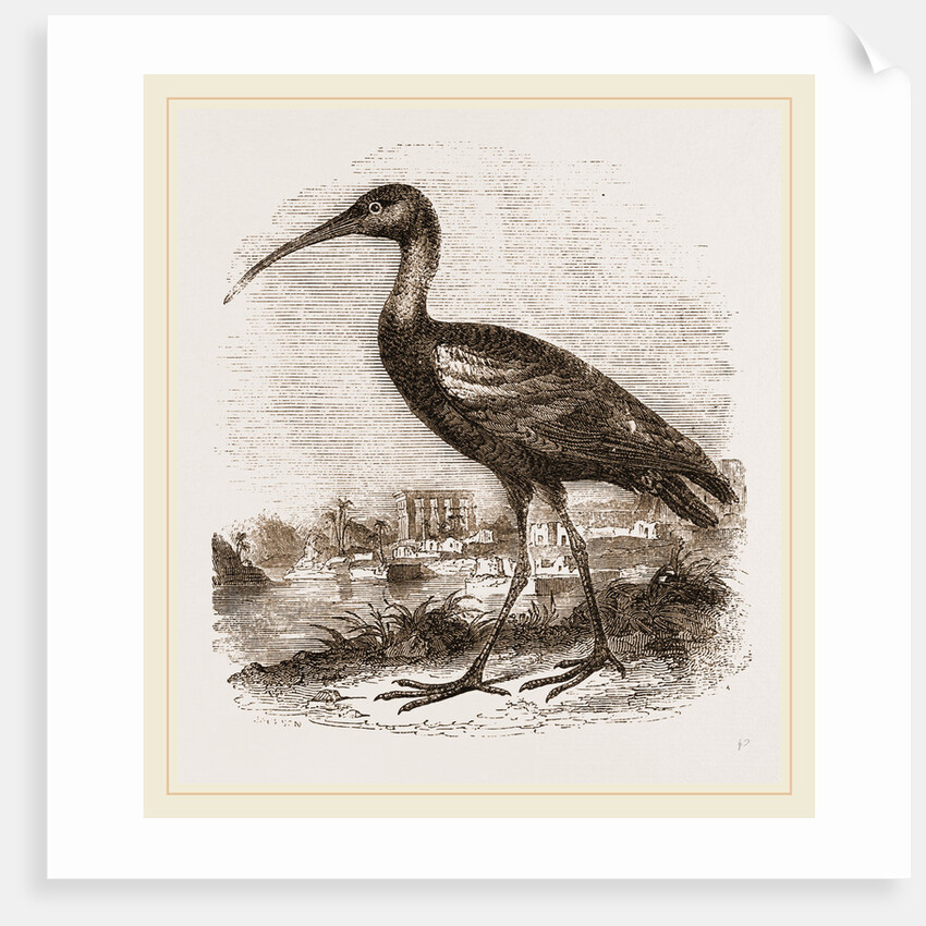 Glossy Ibis by Anonymous