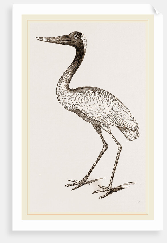 Jabiru by Anonymous