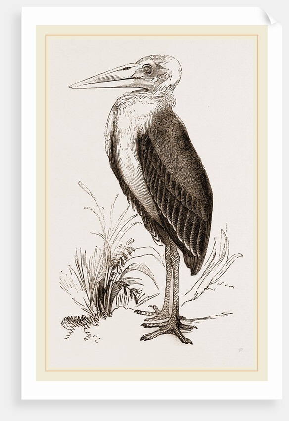 Marabou by Anonymous