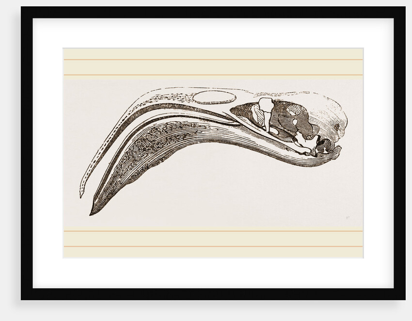 Skull of Flamingo by Anonymous