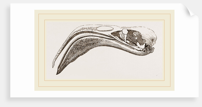Skull of Flamingo by Anonymous
