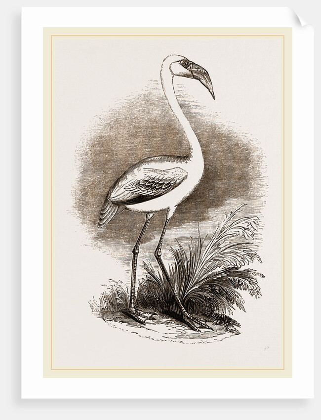 Little Flamingo by Anonymous