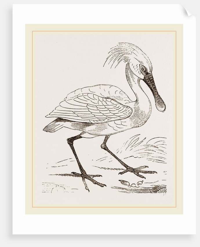 Spoonbill by Anonymous