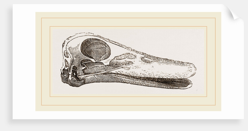 Skull of Duck by Anonymous