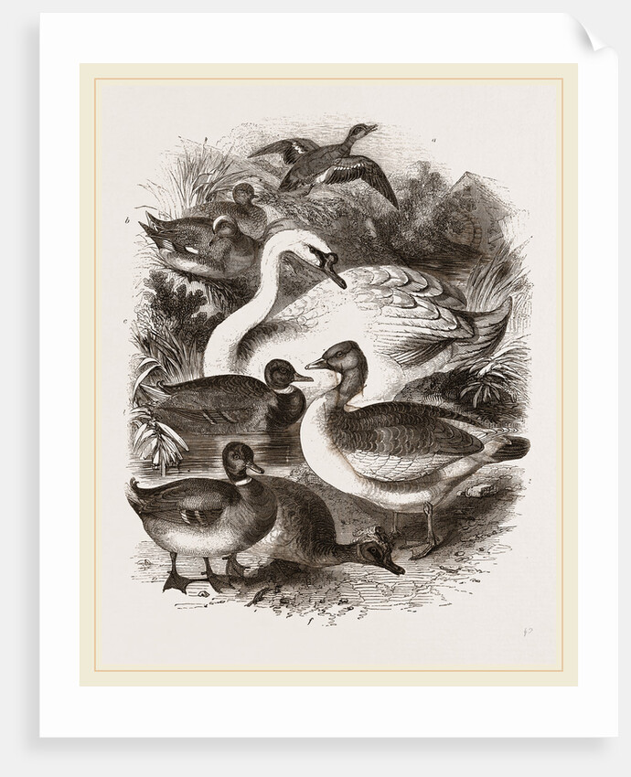 Group of Water Fowl by Anonymous