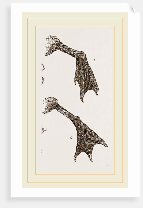 Feet of Water-bird by Anonymous