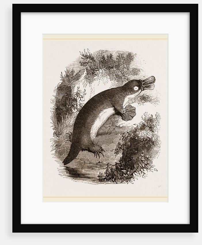 Ornithorhynchus by Anonymous