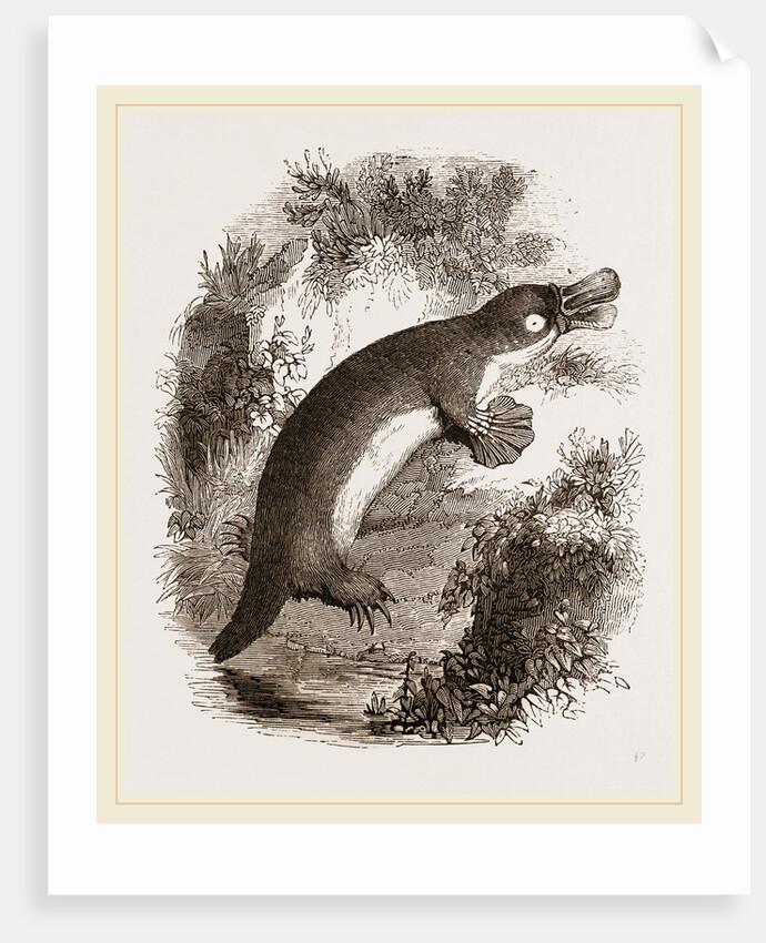 Ornithorhynchus by Anonymous