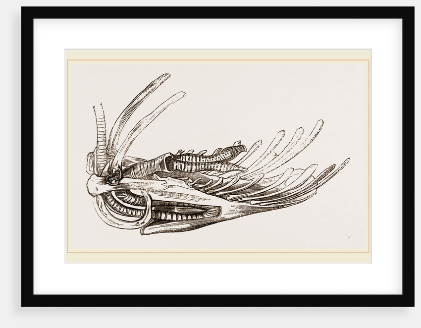 Breast-bone of Wild Swan by Anonymous