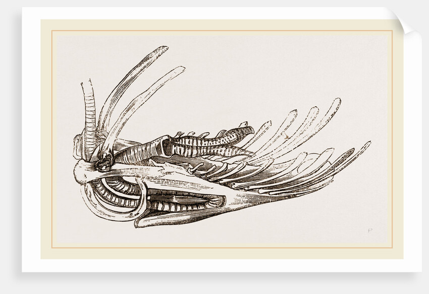 Breast-bone of Wild Swan by Anonymous