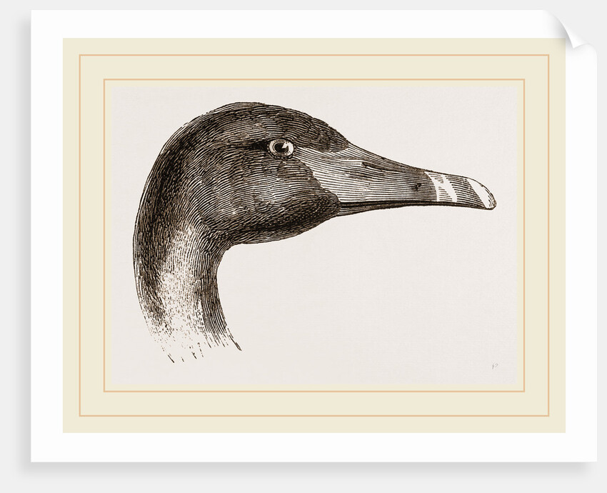 Head of Black Swan by Anonymous