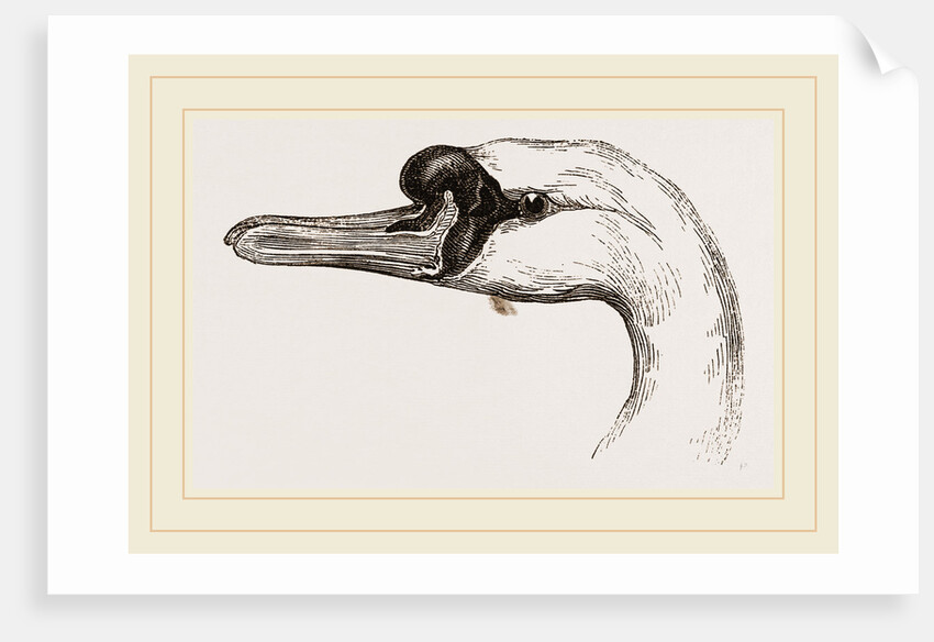 Head of Tame Swan by Anonymous