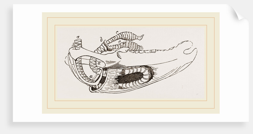 Breast-bone of Wild Swan by Anonymous