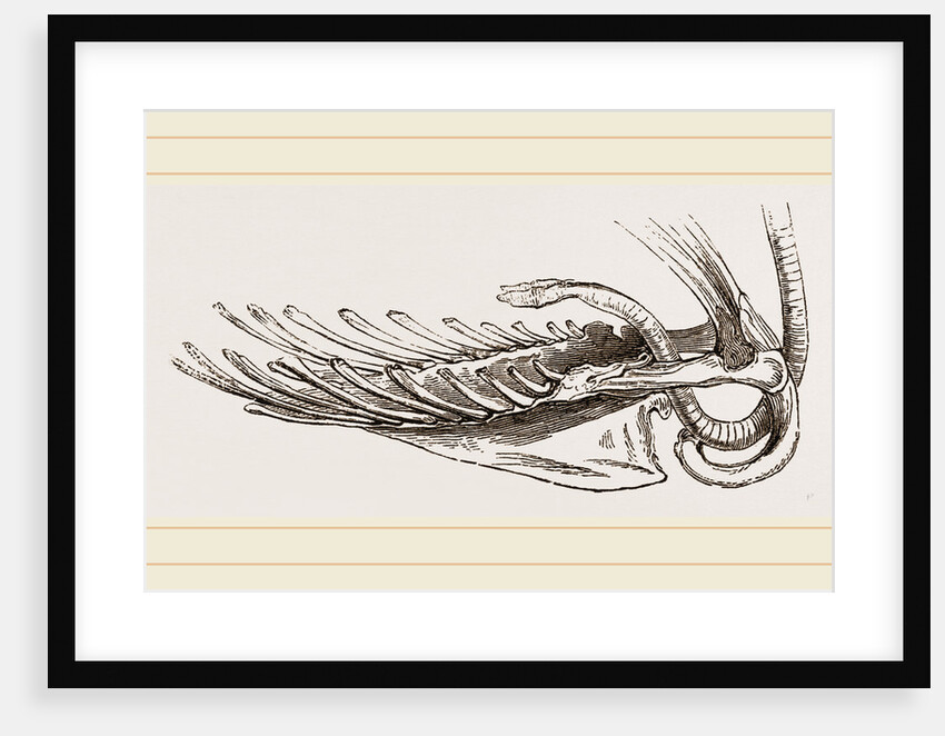 Breast-bone of Black Swan by Anonymous
