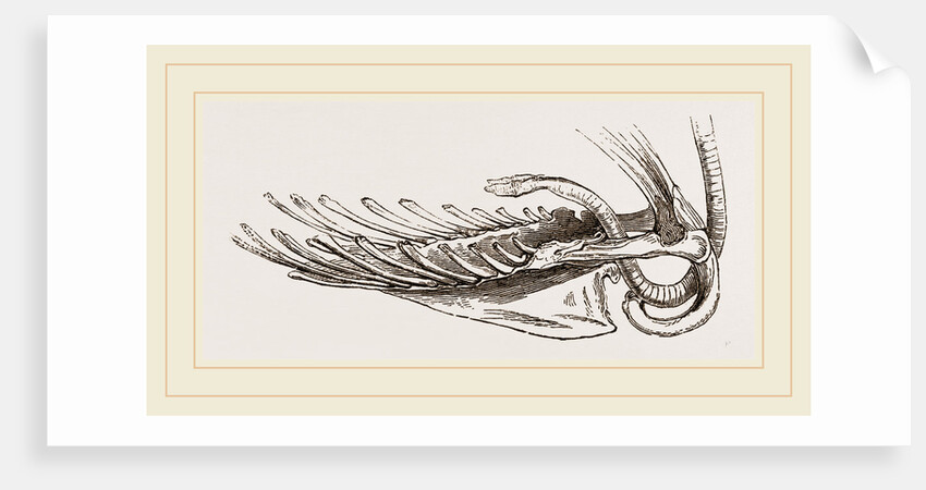 Breast-bone of Black Swan by Anonymous