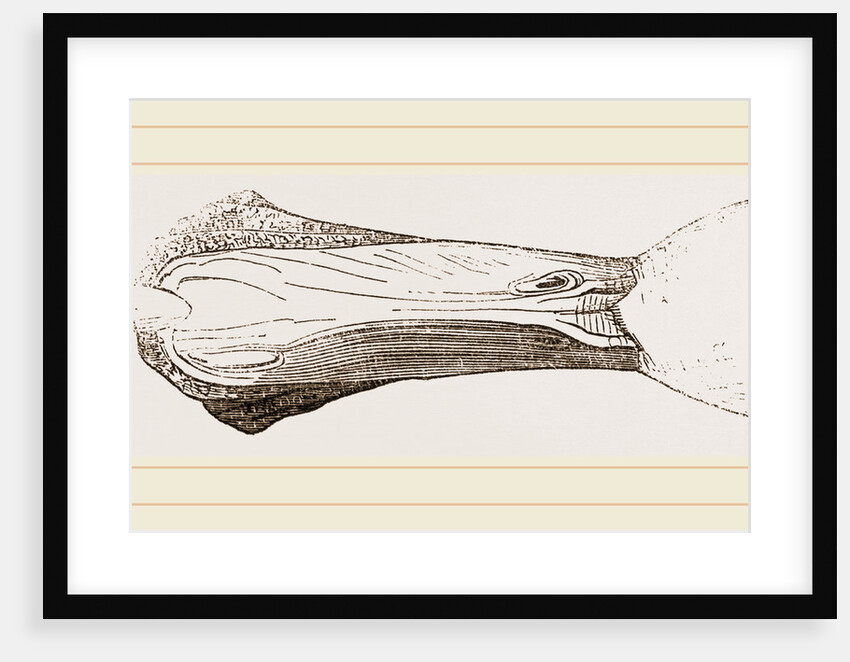 Bill of Malacorhynchus by Anonymous