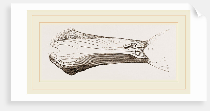 Bill of Malacorhynchus by Anonymous