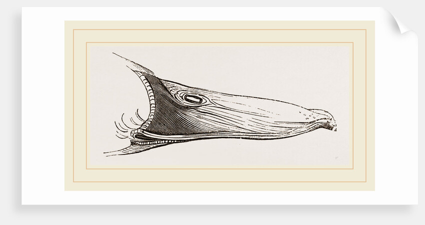 Bill of Mallard by Anonymous