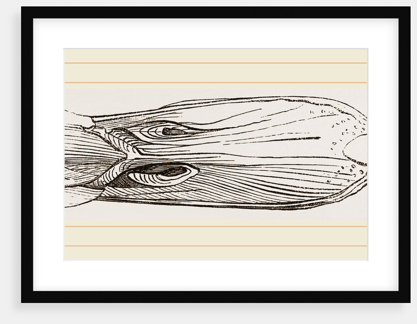 Bill of Mallard by Anonymous