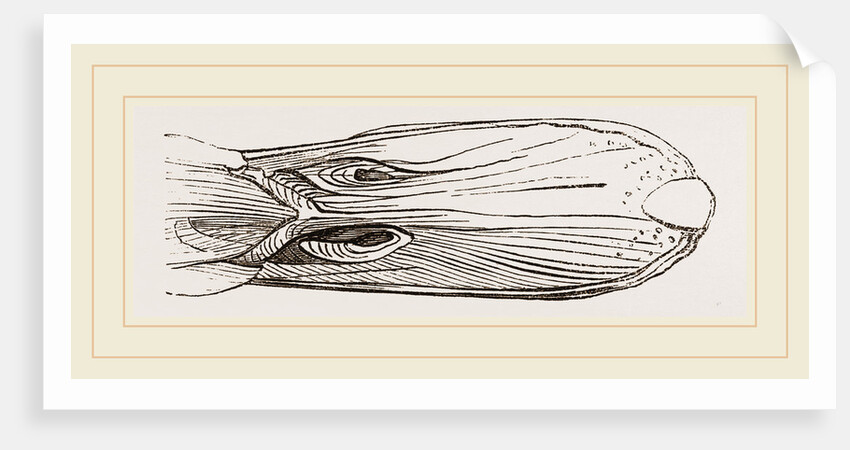 Bill of Mallard by Anonymous