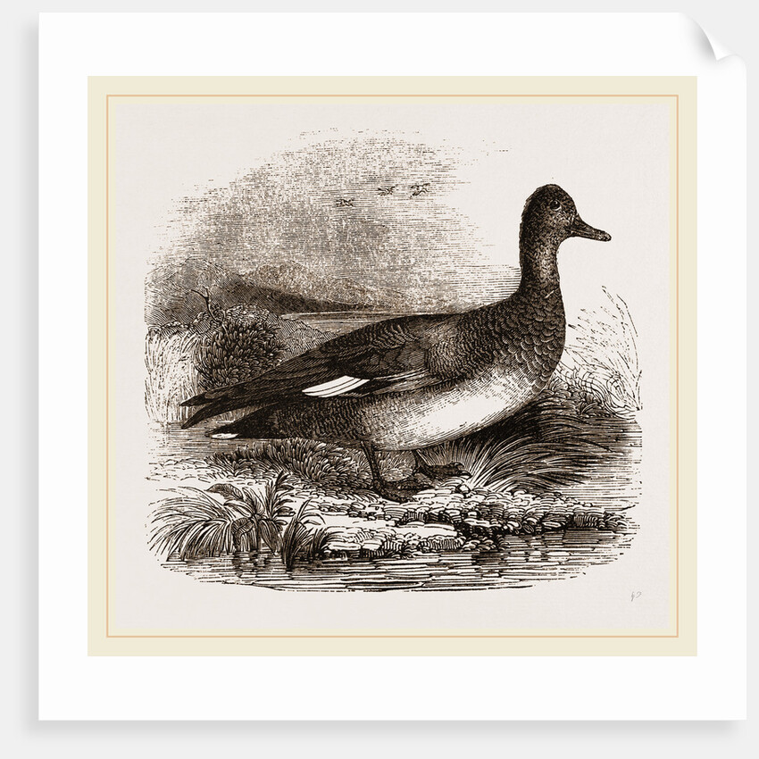 Gadwall by Anonymous