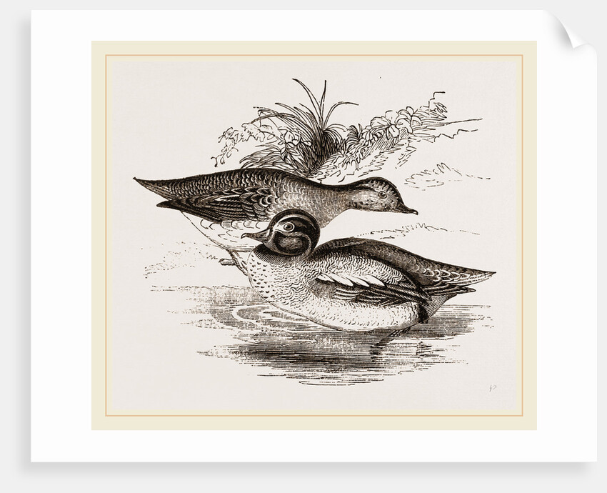 Common Teals by Anonymous