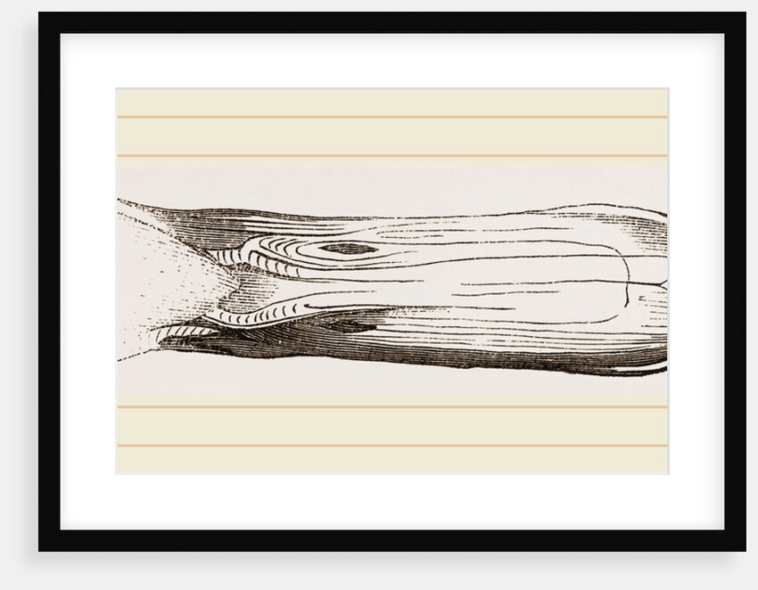 Bill of Pintailed Duck by Anonymous