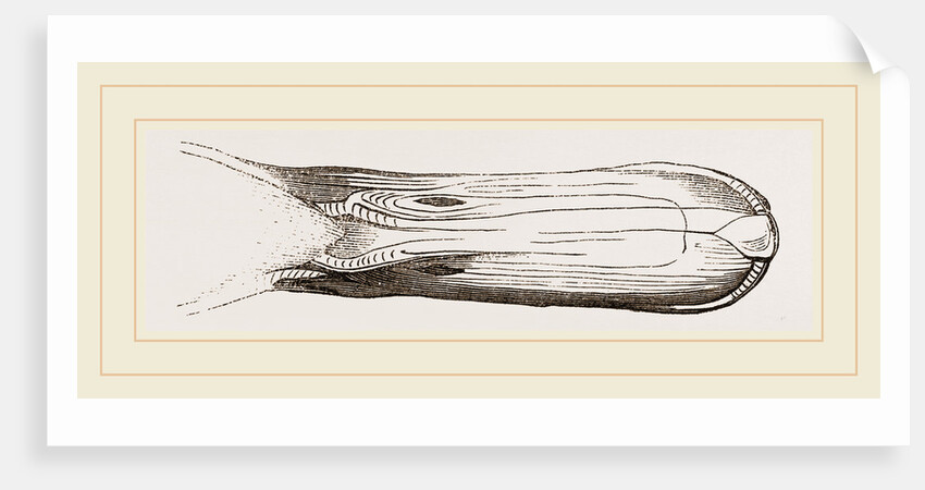 Bill of Pintailed Duck by Anonymous