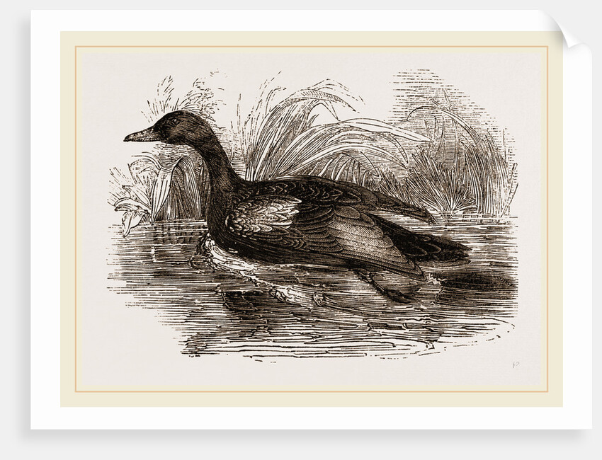 Blue-winged Teal by Anonymous