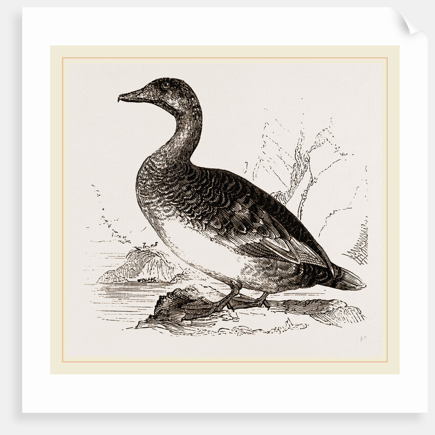 Female Eider-Duck by Anonymous