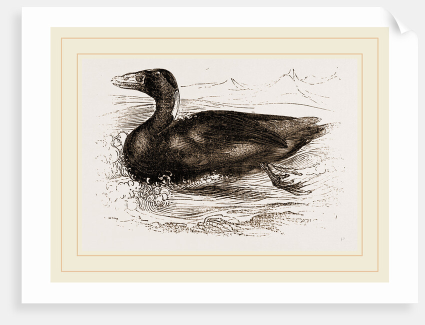 Surf-Duck by Anonymous