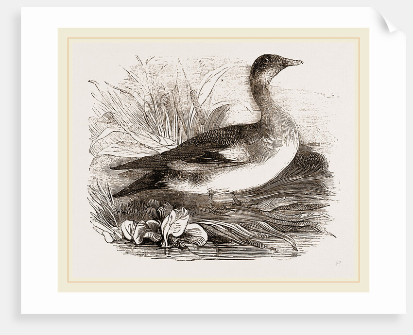 Americau Widgeon by Anonymous