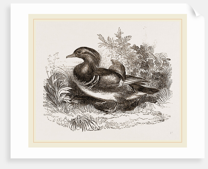 Mandarin duck by Anonymous