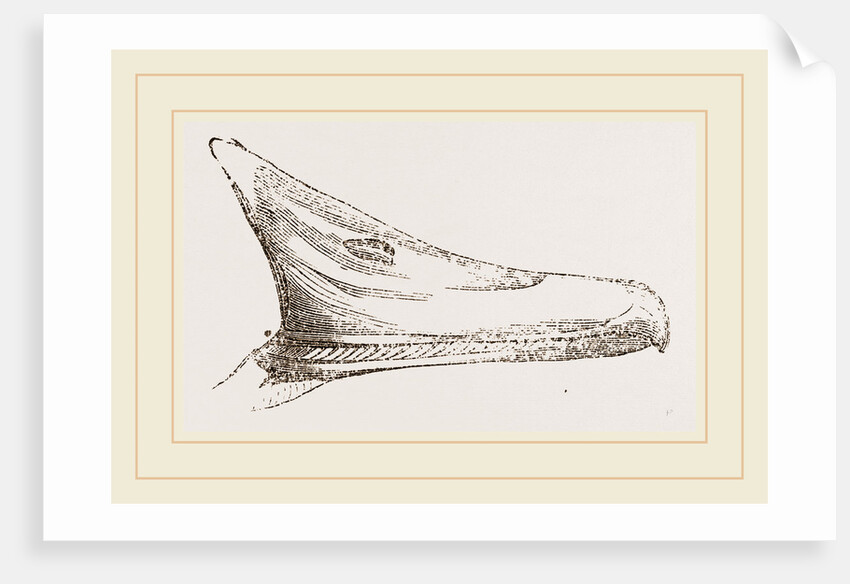 Bill of Summer Duck by Anonymous